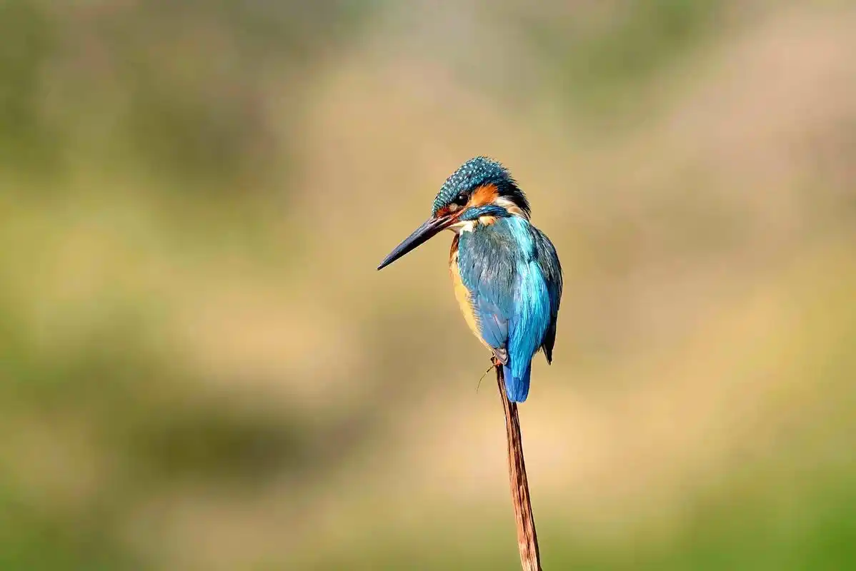 普通翠鸟它们会从空中高速俯冲扎进水里抓住小鱼小虾后再飞出来即使