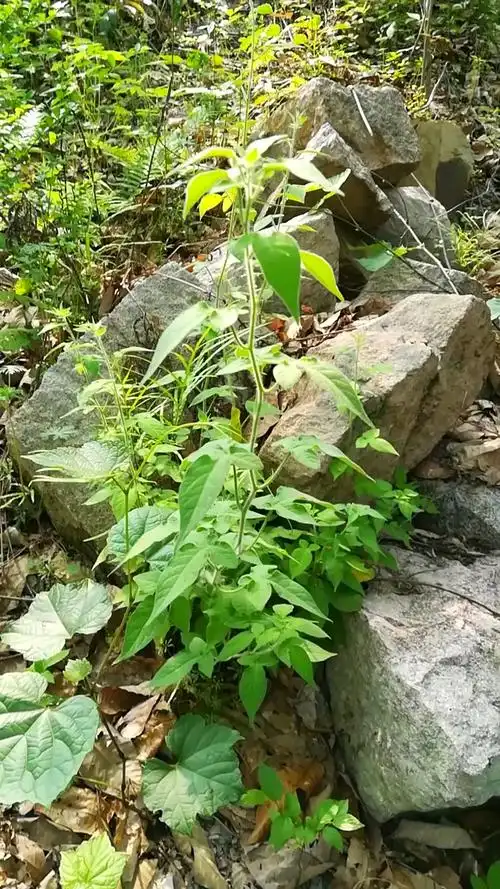 中草药白毛藤,驱风除湿我在行