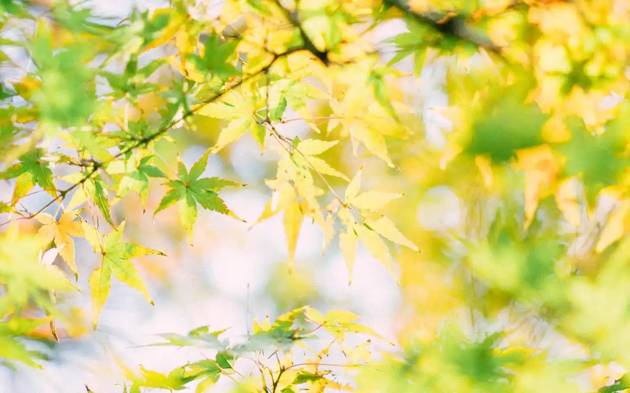 秋天黄色枫叶小清新唯美图片桌面壁纸