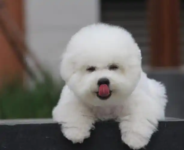 比熊犬有这几个特征,说明小日子过得不错