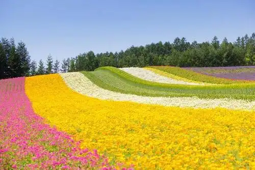 心想事成! 好事成双!快乐吉祥! 好心情天上星区清香茶身体平安好运