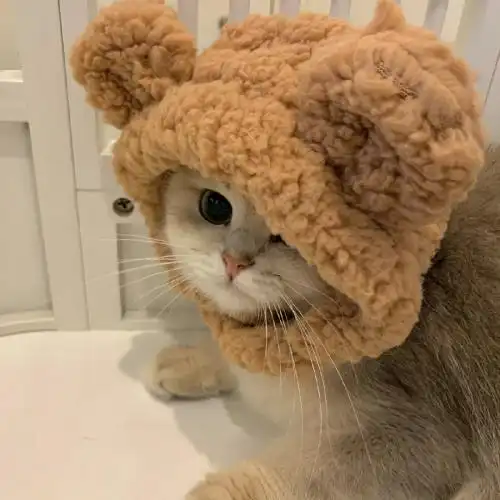 萌宠qq头像大全可爱调皮可爱,最适合女孩子使用了