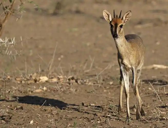 p>普通小羚羊(学名: i>sylvicapra grimmia /i>):是偶蹄目,牛科,普通