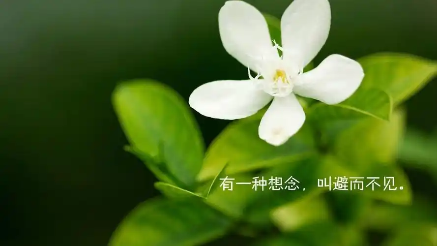 文字花卉思念文字控壁纸