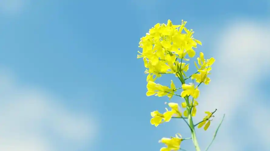 小清新简约花卉壁纸_唯美淡雅静物