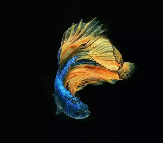 高清壁纸-唯美图片大全-话本小说网