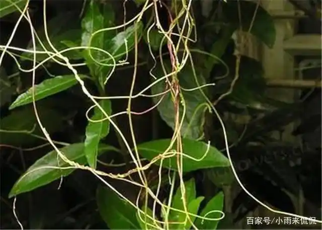 "吸血树"真的存在吗?靠吸血为生,一旦触碰便无法挣脱!