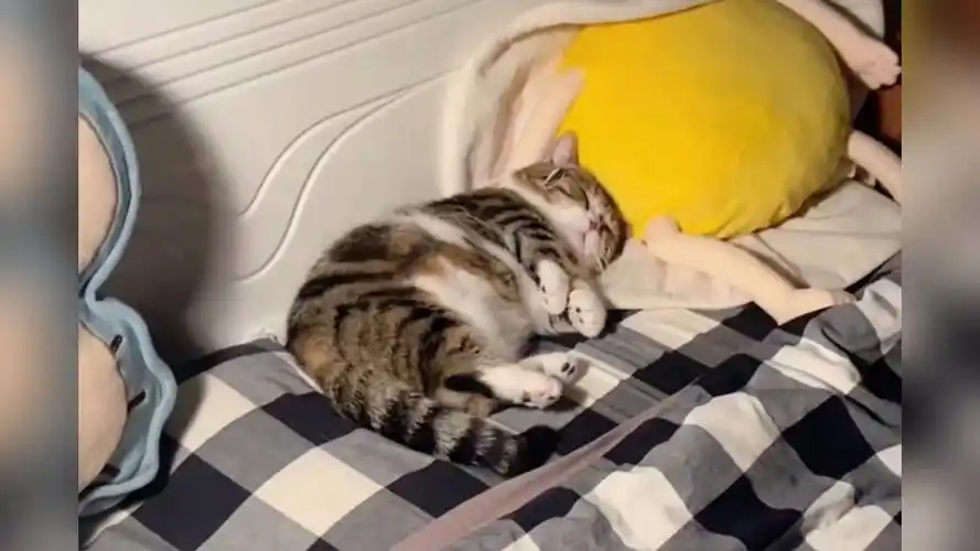 萌猫大眼瞪小眼,可爱爆棚!