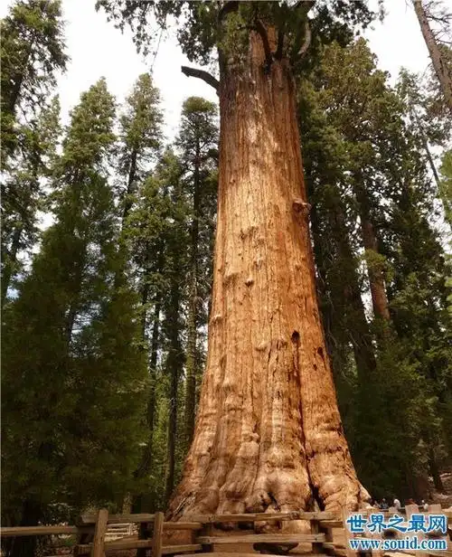 世界上最长寿的树排名,第一名现在已经四千多岁!