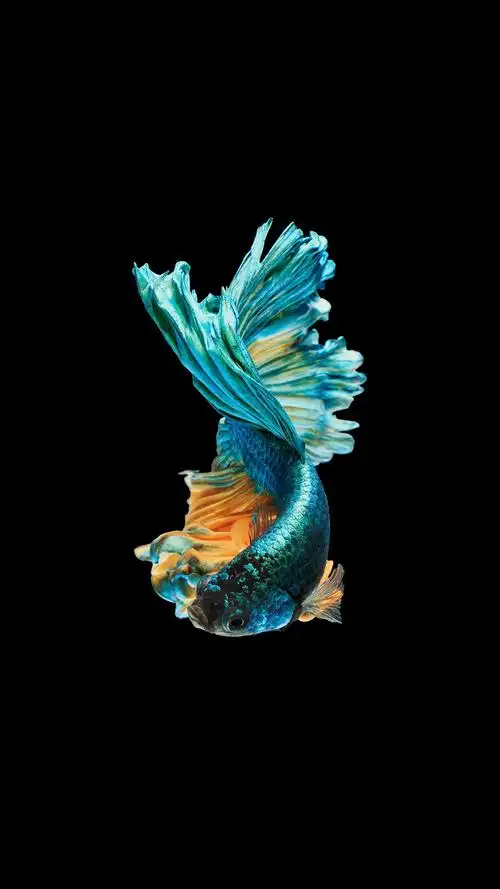 壁纸|金鱼 黑色背景 高清壁纸