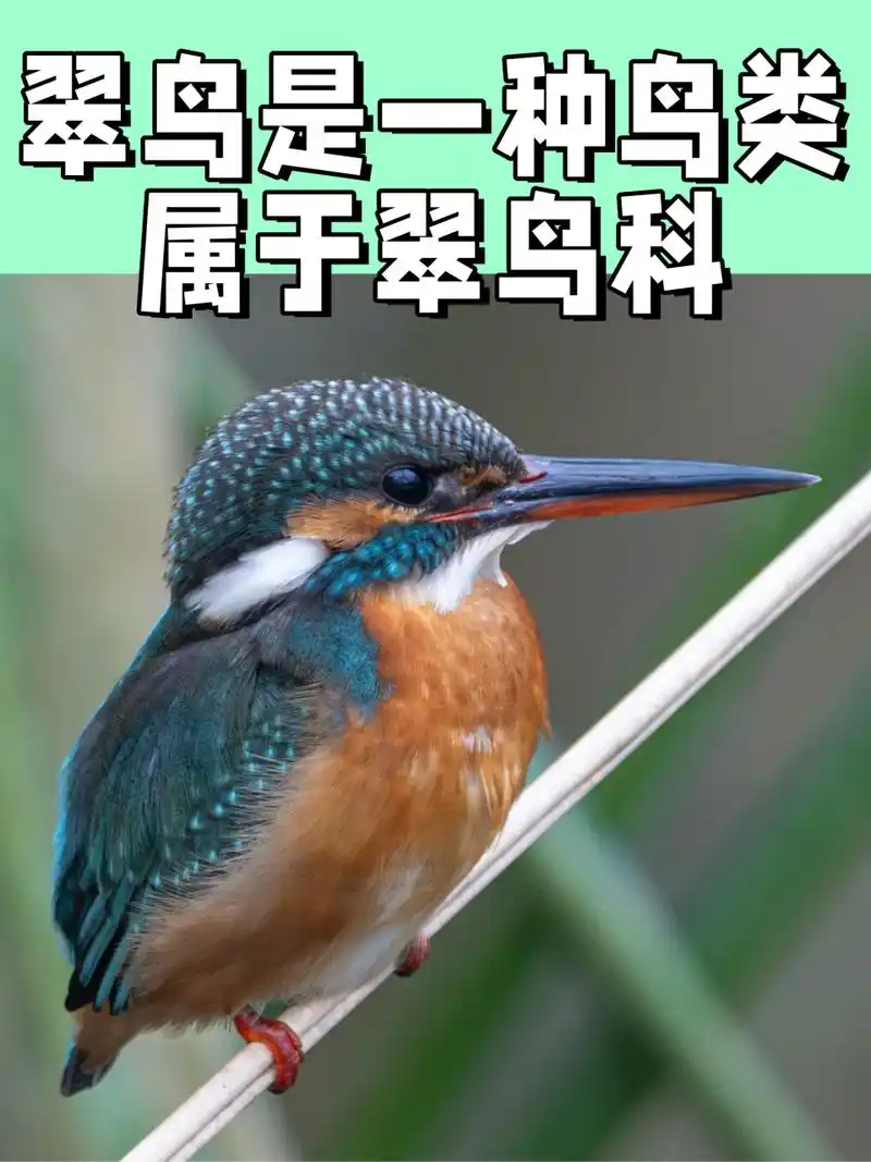 翠鸟是一种鸟类,属于翠鸟科  它们通常体型较小,有着长而直的嘴和强壮