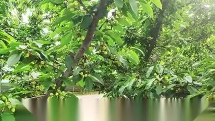 转色,皮毛光亮色泽好,山东安丘大姐红灯樱桃用夫沃施采法特微生物菌剂