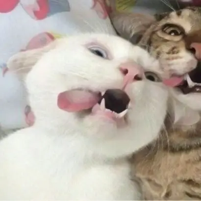 搞笑情侣头像高清一对两张高清沙雕的搞笑情侣头像两张一组