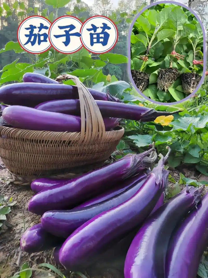 茄子是高产的品种,家常美味都离不开它.#三农 #在家