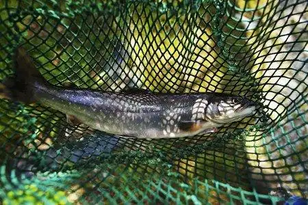 黑毛鱼和白毛鱼,人间难得美味,这样吃更有味