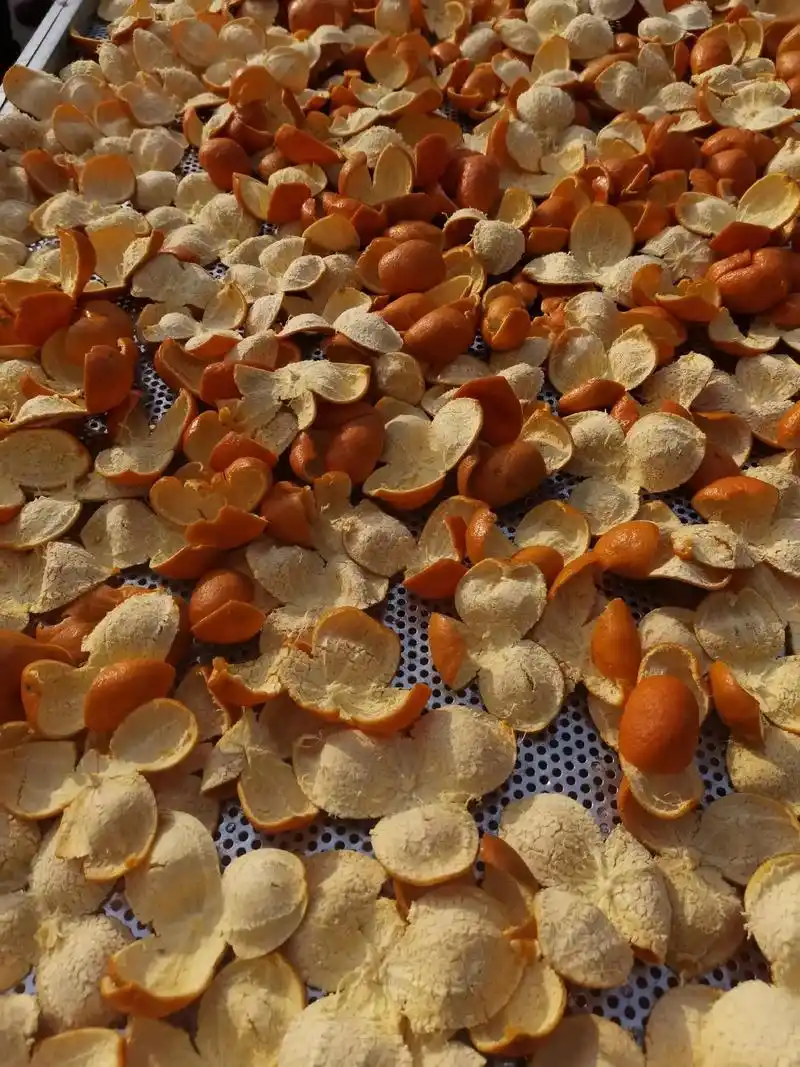 椪柑三划皮,橙子片和各种中药材同时加工中,需要大量的工作人员 - 抖