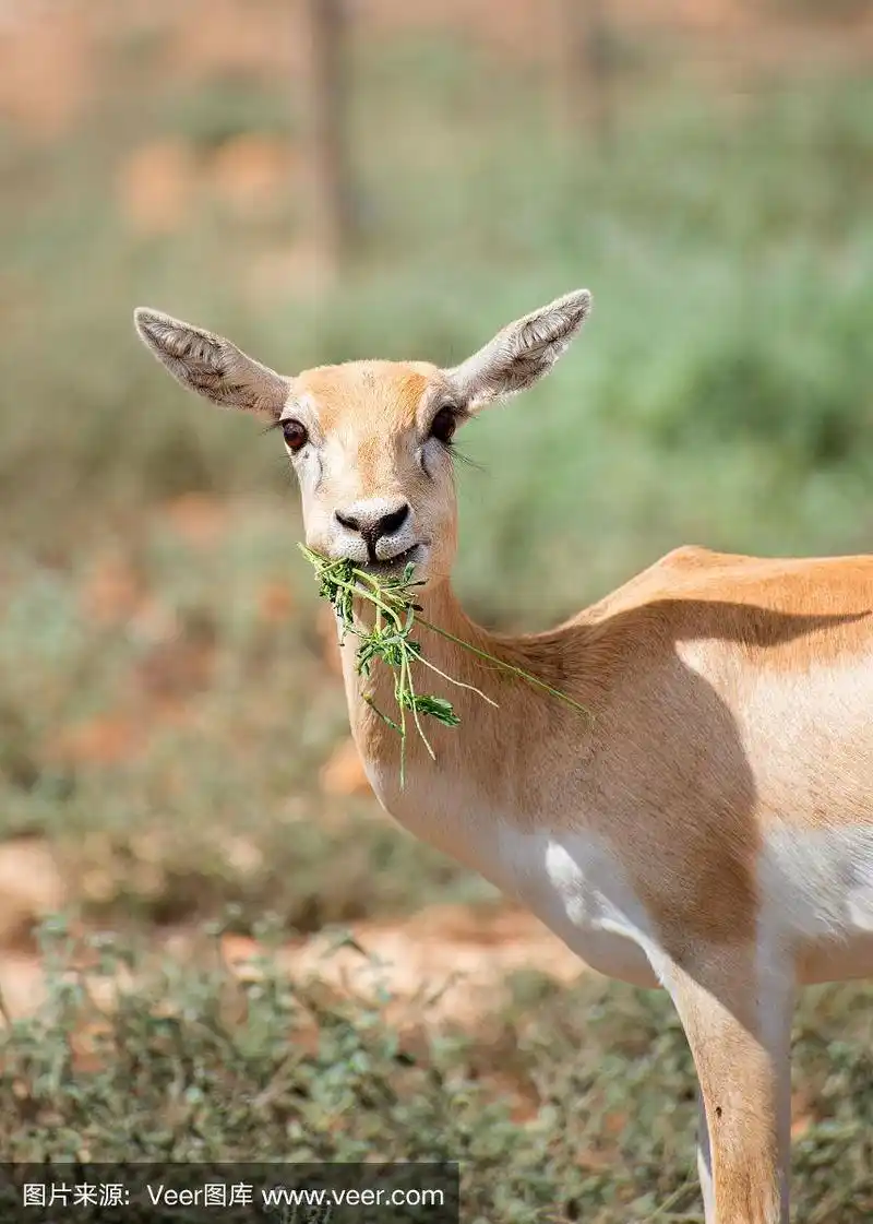 在国家公园里吃东西的小羚羊.