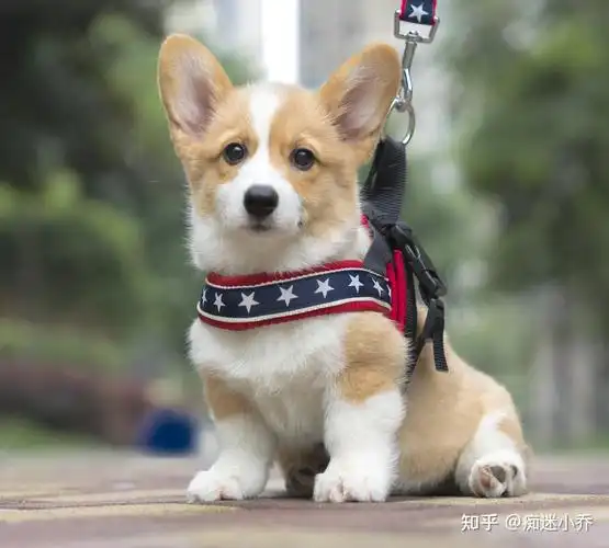 公认最可爱的6种狗狗你真的会养吗