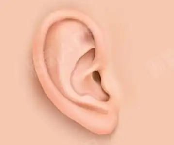 看看招风耳长什么样