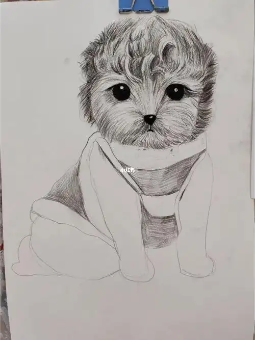素描卷毛小狗