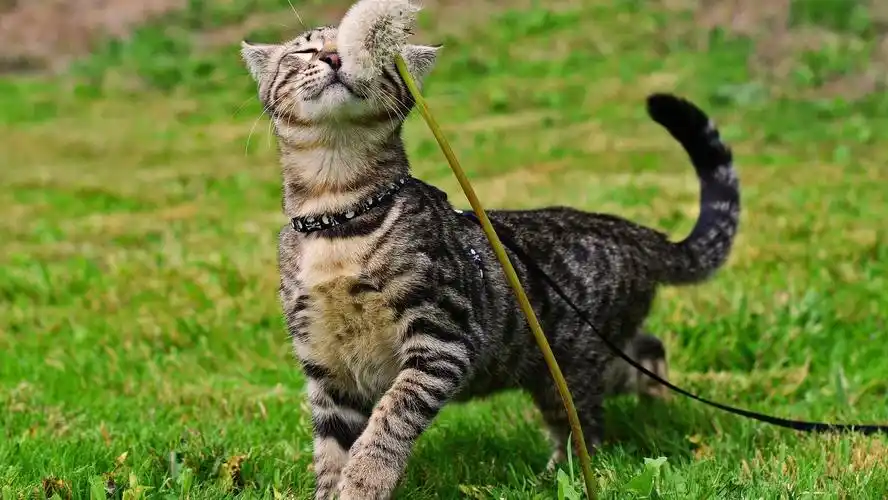 调皮可爱的猫咪图片桌面壁纸