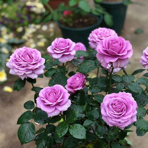 缘月水星星王阳台月季月季花花卉花苗大花多季花卉