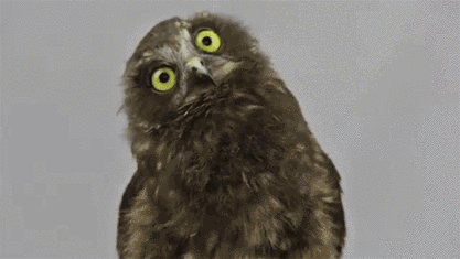 猫头鹰萌歪头gif动图_动态图_表情包_soogif