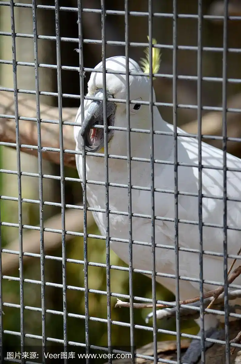 关在笼子里的鸟