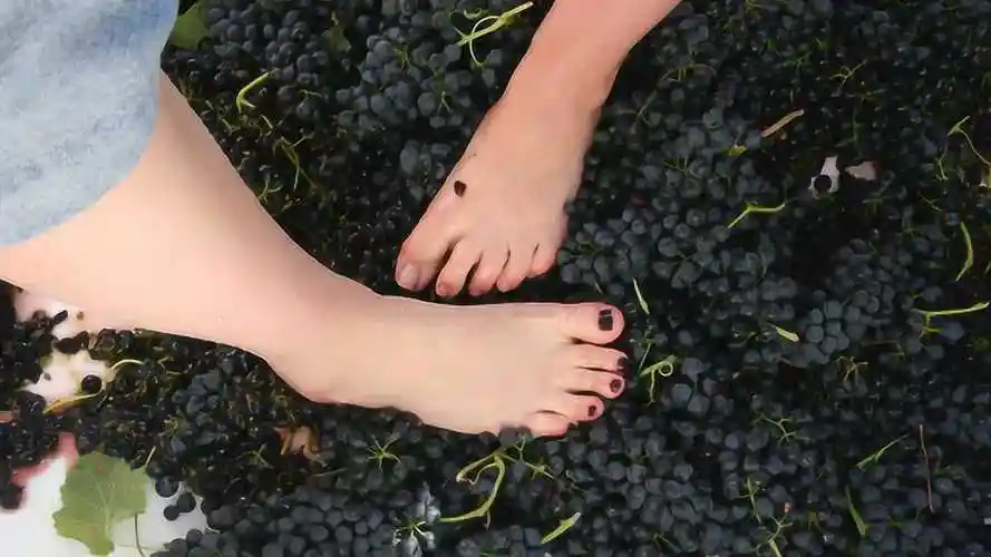美女光脚踩过的葡萄酿造出来的葡萄酒会很好喝你还敢喝吗
