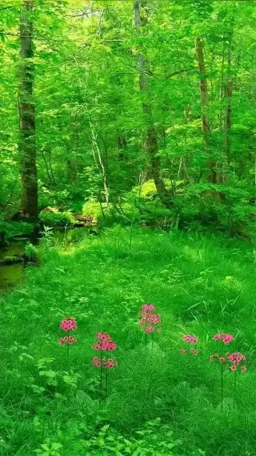 壁纸推荐绿色护眼绿意盎然清新唯美高清无水印