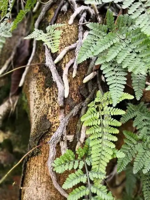 可以代替骨碎补用的白毛蛇你认识吗你知道它有什么秘密吗