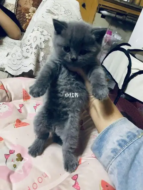 英短蓝猫长大后的样子……简直了!