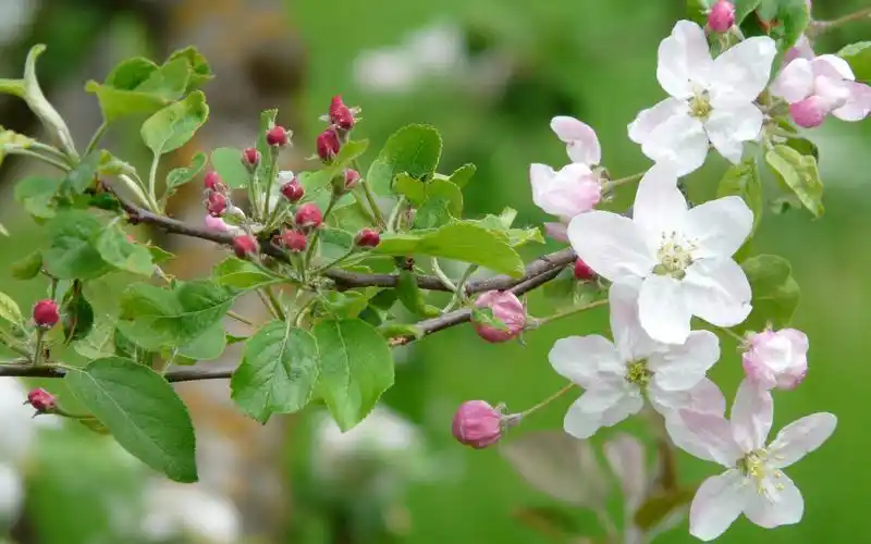海棠花图片海棠花语-花卉壁纸-高清花卉图片-第5图-娟娟壁纸