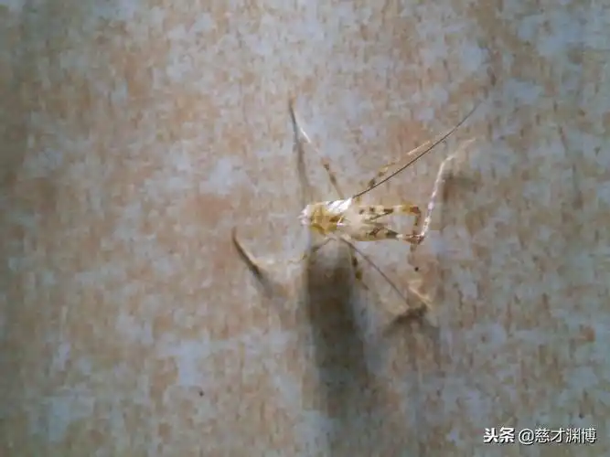 蜕皮的灶马蟋摄影慈才渊博