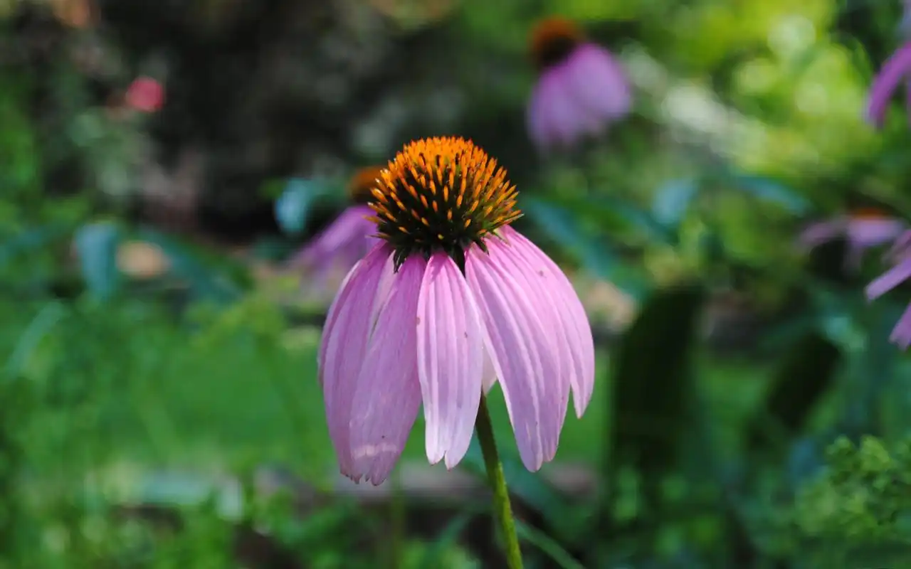 唯美植物紫锥花图片高清电脑桌面壁纸(一)