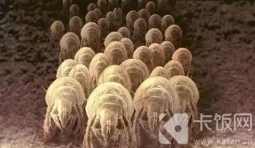 过年清扫房间别忘了除螨,家里螨虫滋生最多的地方通常是