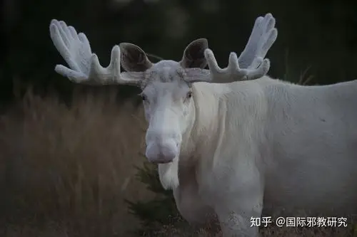 见过白色麋鹿吗组图