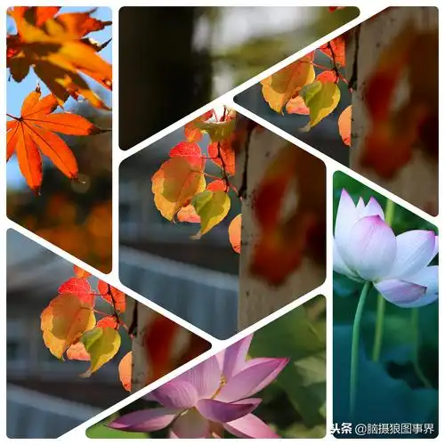 手机怎么拼图相片(想把手机里几张照片)