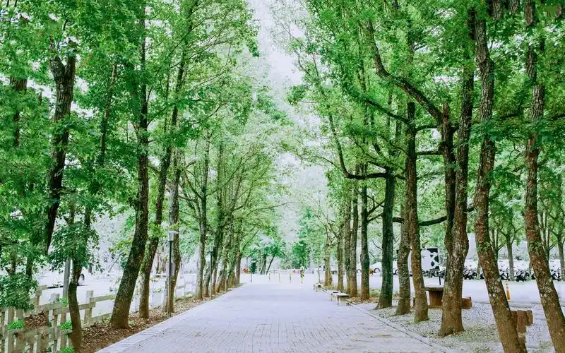 小清新系绿色亮丽风景护眼壁纸