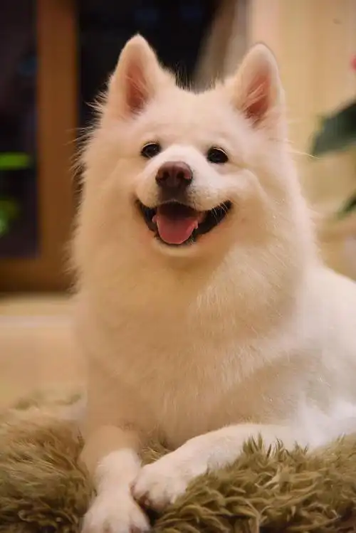 自家萨摩耶不听话怎么办有什么训练小妙招吗快来学习一下吧