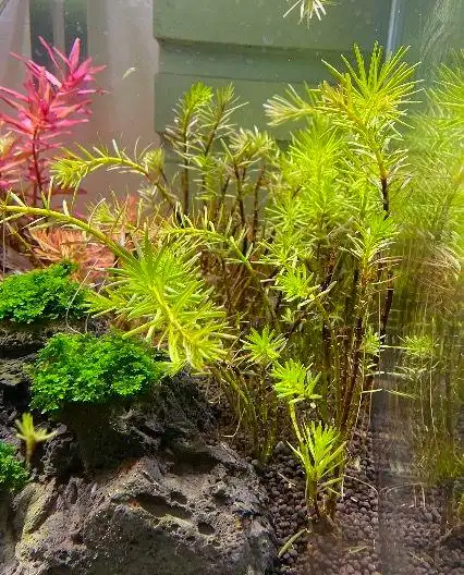 十字牛顿发黑,求助大佬 - 水草种植 - cta南美水族