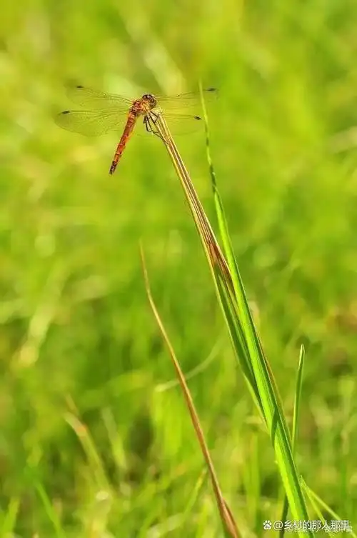 近日在我所上下班的地铁站进出口上空盘旋着大批低飞的蜻蜓,可能也是