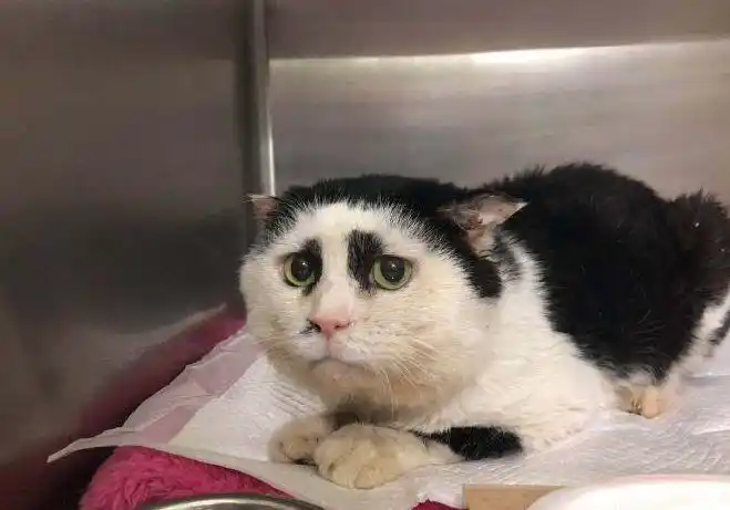 全世界最丑的猫都在这了笑到飙泪