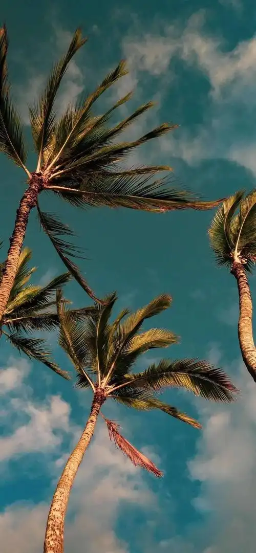 潮流壁纸精选|2021-05-21