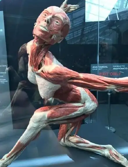 用真人捐献的遗体制作的人体标本【多图】