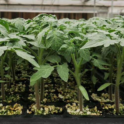 种植抢鲜箱带小番茄盆栽圣女果西红柿秧苗懒人带土绿植