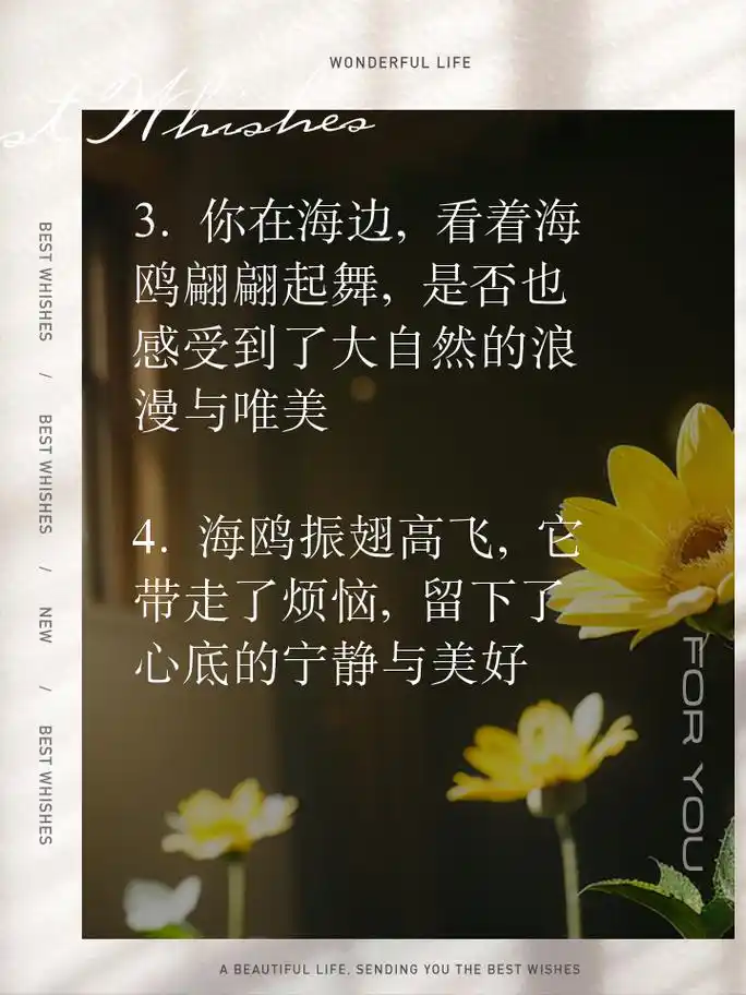 海边海鸥美景,朋友圈句子来啦
