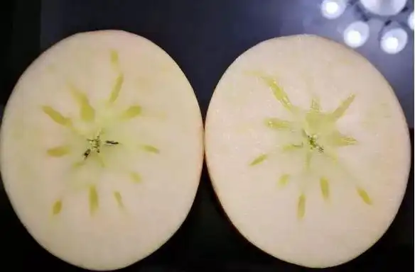 肉质细腻,味道甜,爽,脆,香的丑苹果,打横切开丑苹果,通透的糖心如花瓣