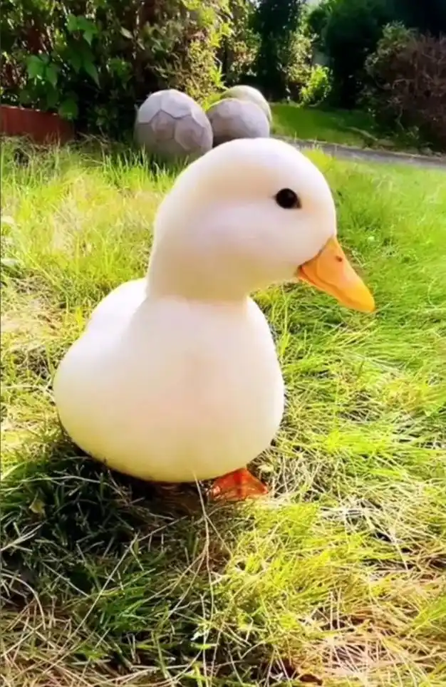 可爱的动物图片:我喜欢动物…! - 抖音