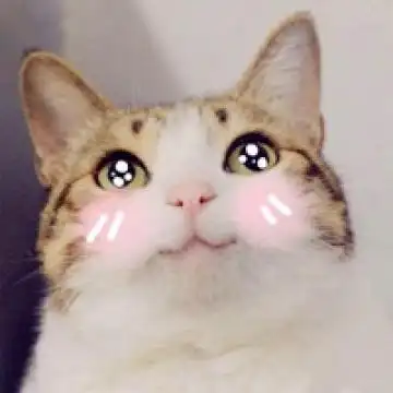 一直在卖萌的猫咪,动物头像图片-回车桌面